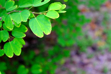 Fototapeta na wymiar fresh green leaf and background space