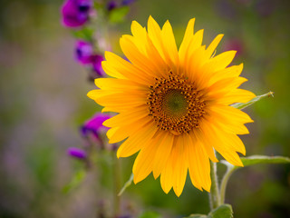 Fototapeta premium Sun Flower on a Meadow