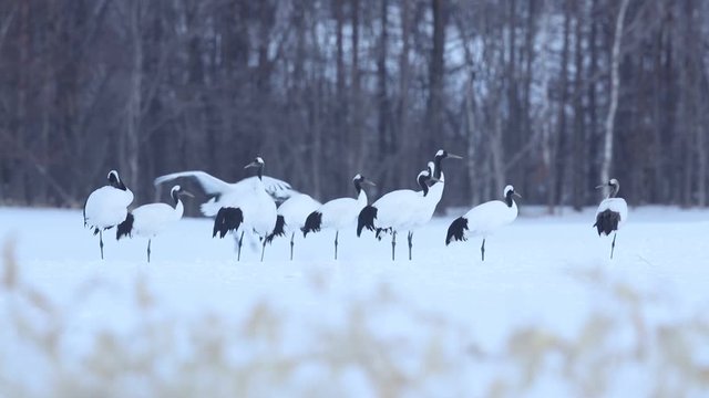 Birds in the snow. Red-crowned crane in Japan. Winter scene from Japan. Birds and snow during winter. Red-crowned crane, Grus japonensis, birds with snow storm, Hokkaido, Japan. Snow with forest. 