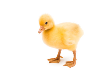 small geese isolated