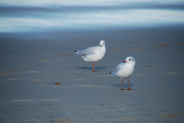 Zu zweit - Lachmöwen im Winterkleid