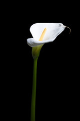 Calla Blume vor schwarzem Hintergrund