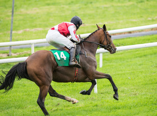 Mud splattered race horse and jockey galloping on the track