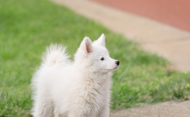 Purebred Japanese Spitz dog portrait