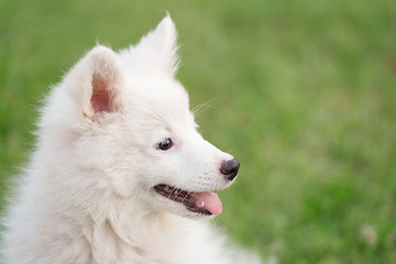 Fototapeta premium Purebred Japanese Spitz dog portrait