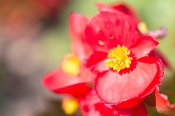 Red begonia bright flower close up