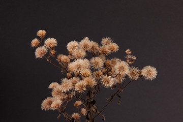 Dried Wildflower