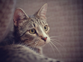 Portrait of a striped cat