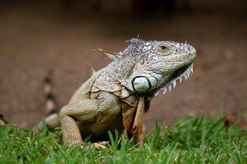 Iguana