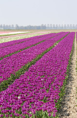 Tulipfields in the Netherlands