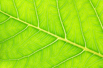 Leaf texture or leaf background for design. Abstract green leaf.