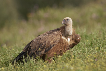 Griffon vulture (Gyps fulvus)