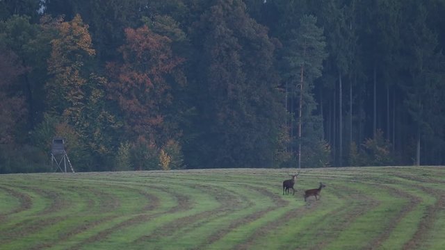 Male and female of deer on the field with forest in the background. Red deer stag outside forest, animal lying in grass, nature habitat, Czech Republic. Deer in the habitat. Animal love behaviour. 