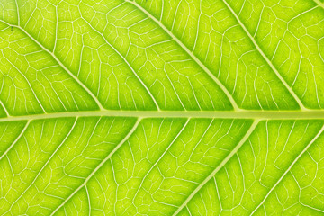 Leaf texture or leaf background for design. Abstract green leaf.