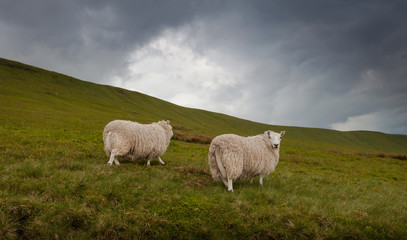 Obraz premium Welsh sheep