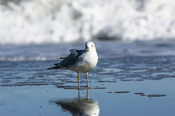 Seabird calling in surf (Ring-billed Gull), OBX