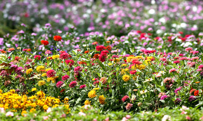  Zinnia flower multicolored, blooming in the garden