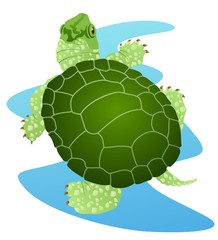 Turtle typically found in lakes and ponds
