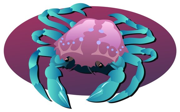 Blue legged crab illustration, Portunus rajungan, ten legged crustacean.