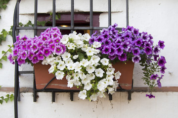 Window with potted petunias