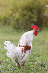 white rooster sings on a green meadow village