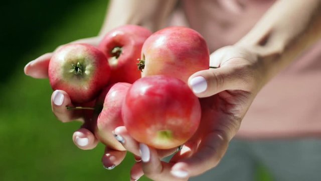 Red ripe apples in female hands. Vintage. Apple Spas. Five apples in female hands. Apple orchard. Summer garden. Harvesting.