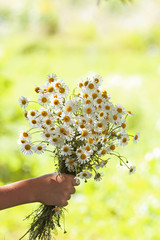 children's hand holds a bouquet of flowers daisies