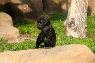 Fototapeta na wymiar Gorilla baby