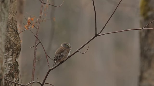 Eurasian Pygmy Owl, Glaucidium passerinum, sitting on the branch, bird in the nature forest habitat. Eurasian Pygmy Ow with typical sound. Eurasian Pygmy Owl in the nature. Eurasian Pygmy Owl. 
