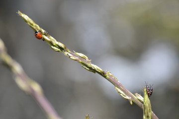 Mariquita sobre espárrago en el bosque.