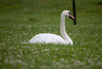 majestic swan on a meadow