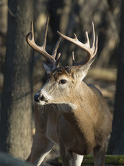 Obraz premium Wild Whitetail Deer