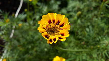 Autumn flowers