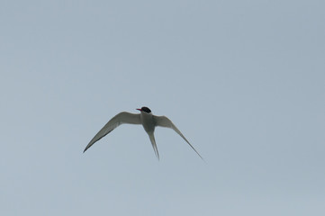 Common Terns