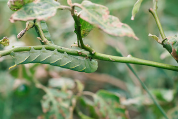 Caterpillar