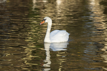 Obraz premium Mute swan at Sophie's Pond, Netley, Southampton, Hampshire