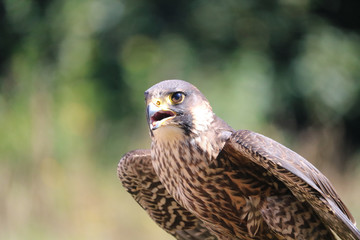 Eagle