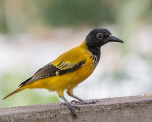 Black-headed oriole bird