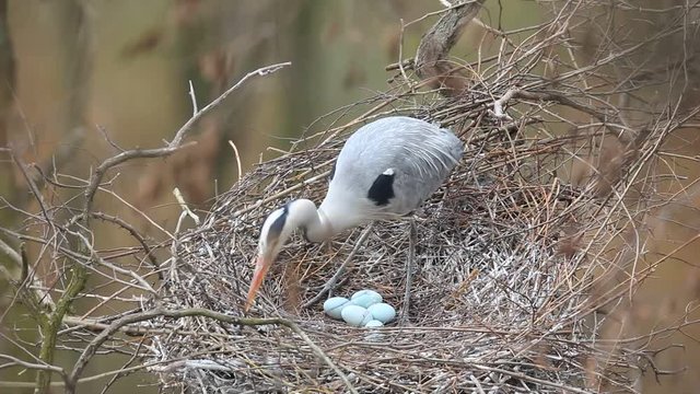 Grey heron, Ardea cinerea, in nest with four eggs, nesting time 
