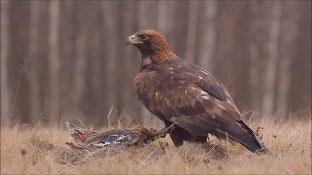 Eagle in the nature forest habitat, Norway. Golden eagle with catch bird in the grass. Golden eagle with dead duck in the forest. Animal behaviour in the nature. Golden Eagle, feeding on kill duck. 