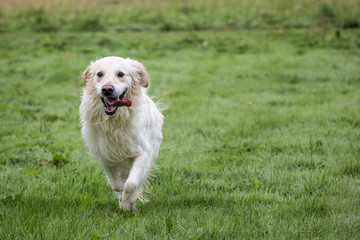 Golden Retriever