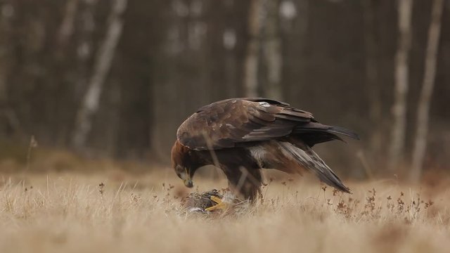 Golden Eagle, feeding on kill duck. Eagle in the nature forest habitat, Norway. Golden eagle with catch bird in the grass. Golden eagle with dead duck in the forest. Animal behaviour in the nature. 