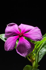 Flowering purple Vinca blossom macro