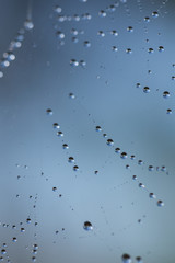 dew on a spider web