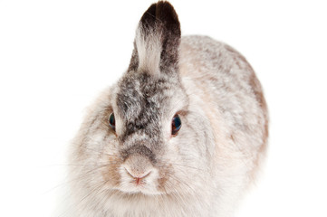 Gray rabbit portrait closeup isolated 