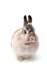 French Lop gray rabbit on white background isolated