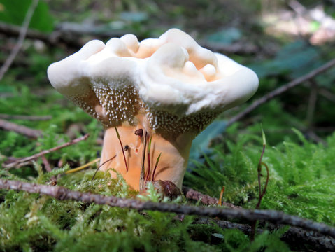 Hydnellum aurantiacum Mushroom
