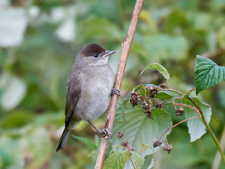 Eurasian blackcap (Sylvia atricapilla)