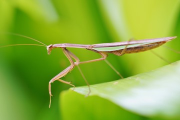 カマキリ