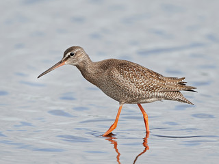 Spotted redshank (Tringa erythropus)